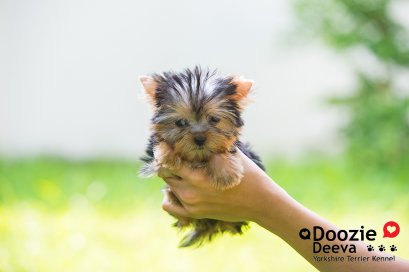 Female เพศเมีย ไซด์Teacup หน้าตุ๊กตา